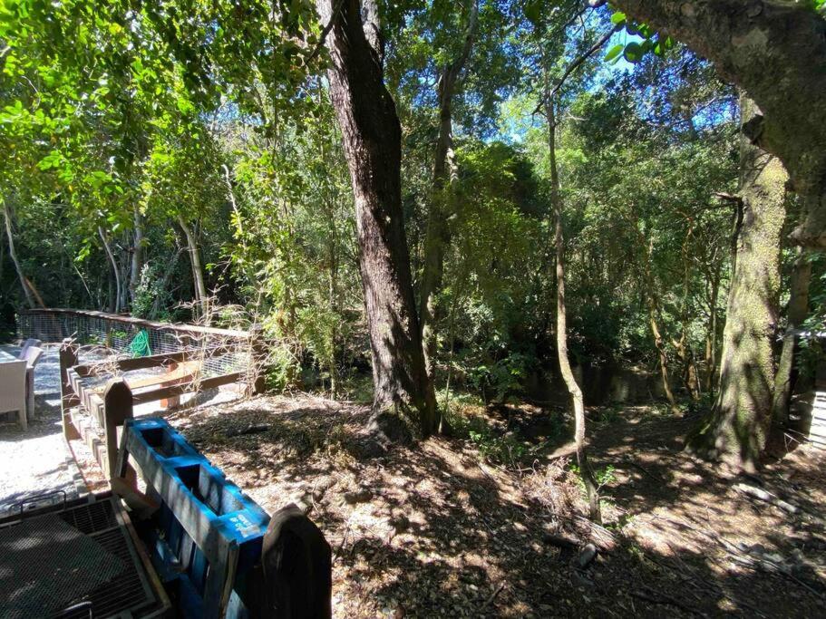 Vila Acogedora Cabana Al Borde Del Rio Claro Pucón Exteriér fotografie